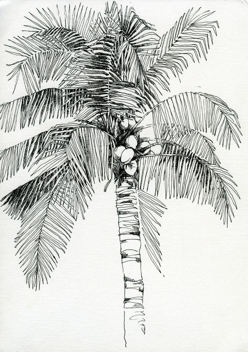 Sketches of palm trees 2