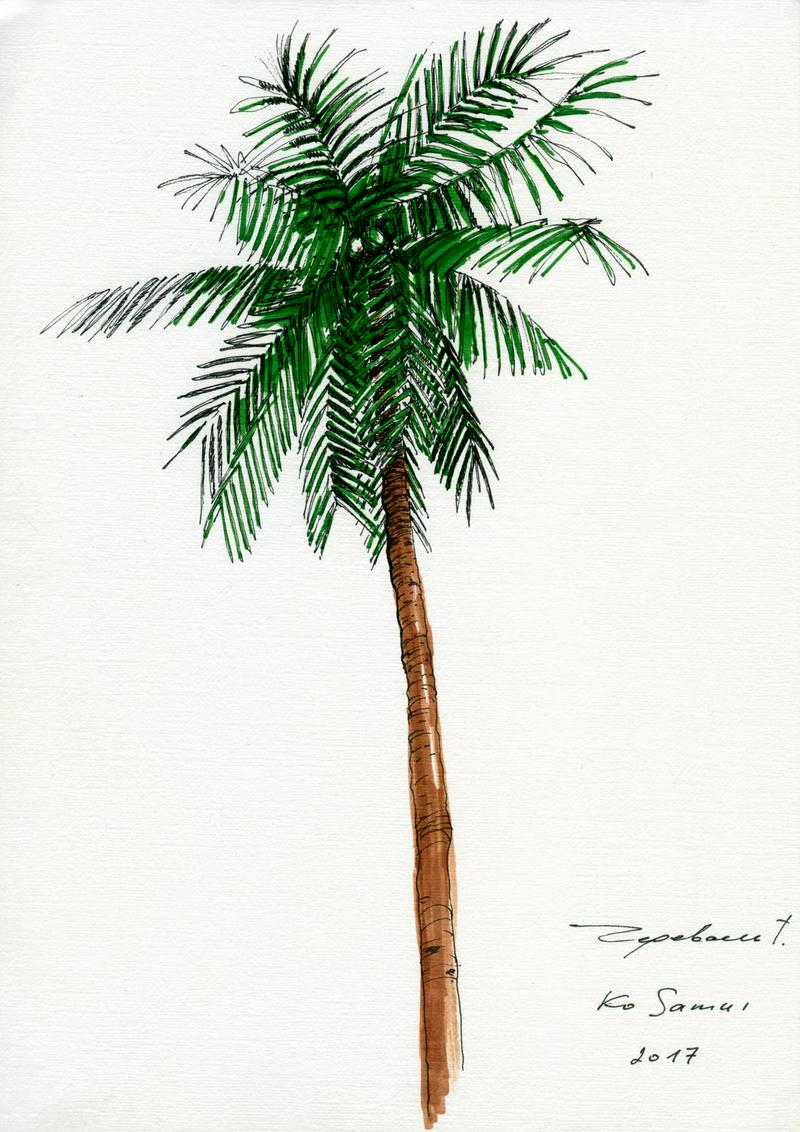 Sketches of palm trees 3