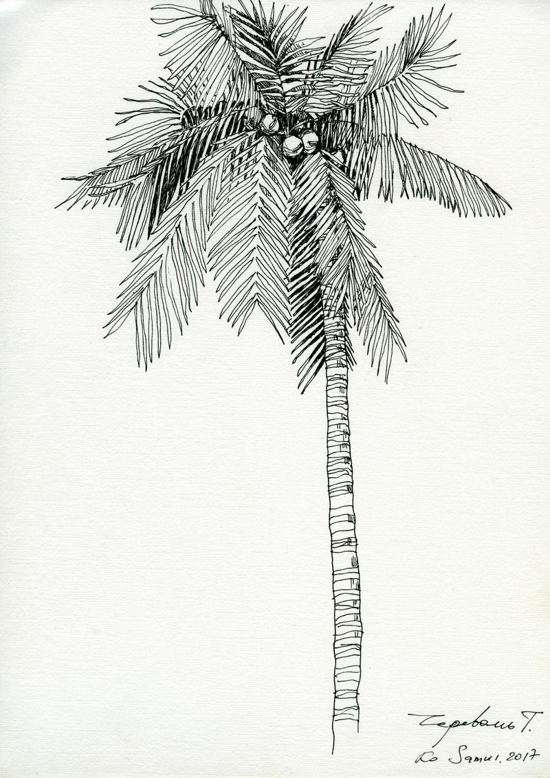 Sketches of palm trees